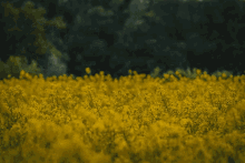 Flowers Suprise GIF - Flowers Suprise Jumping GIFs