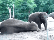 Kicked Elephant GIF - Kicked Elephant Smell My Fart GIFs
