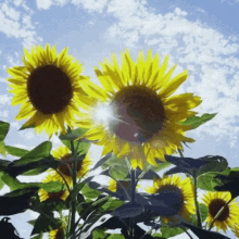 Sunflowers GIF