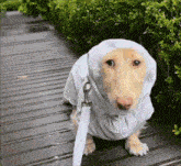 a dog wearing a white coat with a hood and leash