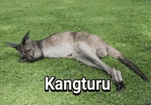 a kangaroo is laying on its back in the grass with the word kangburu written above it