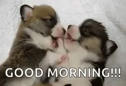Cute Dogs Puppies GIF - Cute Dogs Puppies Wild - Discover & Share GIFs