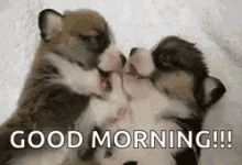 Cute Dogs Puppies GIF - Cute Dogs Puppies Wild GIFs