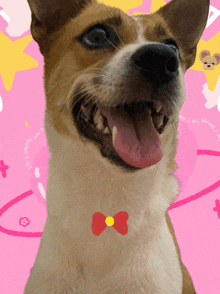 a brown and white dog with its tongue out and a red bow tie