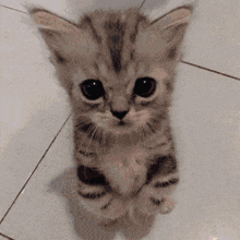 a small kitten is sitting on its hind legs on a tiled floor and looking up at the camera .