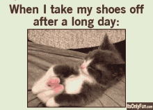 long day when i take my shoes off after a long day kitten