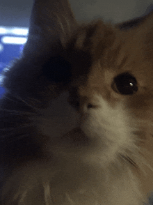 a close up of a cat 's face with a dark background