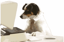 dog office office dog