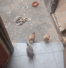 Chicks Clucking GIF - Chicks Clucking Door GIFs