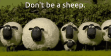 Sheep Dont Be A Sheep GIF - Sheep Dont Be A Sheep No Sheep GIFs