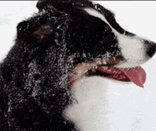 Singing Birthday GIF - Singing Birthday Dog GIFs