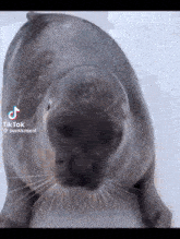 a seal is looking at the camera with a tiktok watermark on the bottom