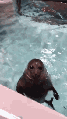 Tilldcwn Seal Animal GIF - Tilldcwn Seal Animal Angry Seal GIFs