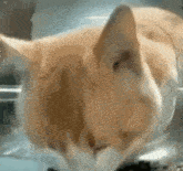 Sharkco Cat GIF - Sharkco Cat Scary GIFs