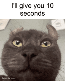 Ill Give You 10 Seconds I Will Give You 10 Seconds GIF - Ill Give You 10 Seconds I Will Give You 10 Seconds I Will Give You 10 Seconds Cat GIFs