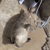 a seal laying on its back next to a hose that says inshot on it