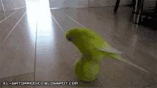 Pets Parrot GIF - Pets Parrot Dance GIFs