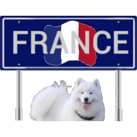 a small white dog is sitting under a sign that says france