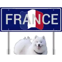 a small white dog is sitting under a sign that says france