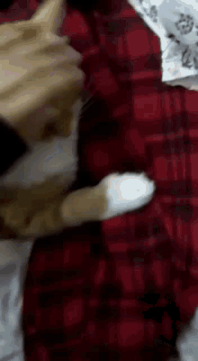 Possessed Cat GIF - Possessed Cat Kitty GIFs