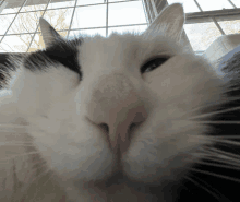 Cat Kit Kat GIF - Cat Kit Kat Funny Cat GIFs