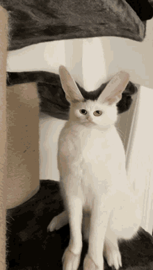 Cat Cats GIF - Cat Cats Shrinkydinkcat GIFs