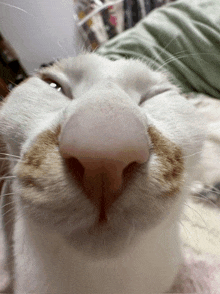 a close up of a white cat 's nose with a brown spot
