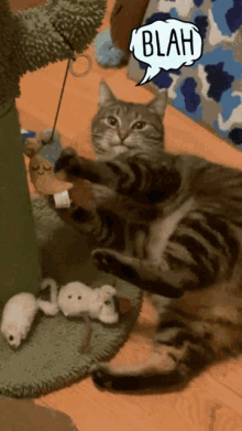 Funny Cats GIF - Funny Cats Cat GIFs