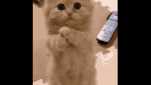 Kitten Paws GIF - Kitten Paws Cute GIFs
