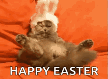 Easter Easter Bunny GIF - Easter Easter Bunny Cat GIFs