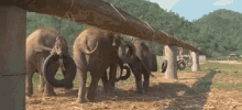 Elephants Tires GIF - Elephants Tires Exercise GIFs