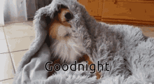Good Night Dogs GIF - Good Night Dogs Tired GIFs