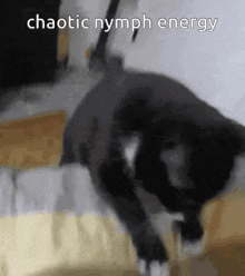 a picture of a black cat with the words chaotic nymph energy written above it