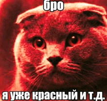 a picture of a cat with a caption in russian that says bro