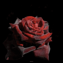 Good Morning Rose GIF - Good Morning Rose Red Rose GIFs