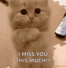 Miss You Cat GIF - Miss You Cat GIFs