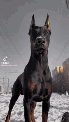 a doberman dog standing in the snow with a tiktok watermark