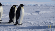 Walking In A Group Emperor Penguins GIF