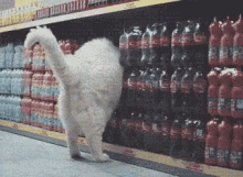 Fat Cat Grocery Store GIF