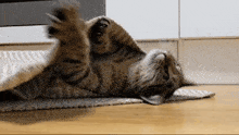 a cat is laying on its back on a rug looking at the camera