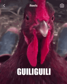 Guiliguili Chicken GIF - Guiliguili Chicken Rooster GIFs