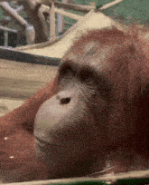 a close up of an orangutan 's face looking out a window