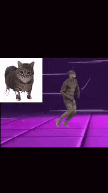 a picture of a cat next to a picture of a naked man
