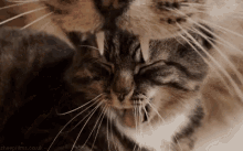 Infinite Meow GIF - Meow Meow Loophole Trippy GIFs