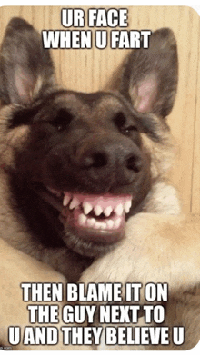Funny Dog GIF - Funny Dog Funny Face GIFs