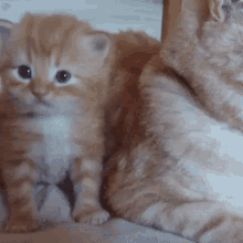 Cat Red Cat GIF - Cat Red Cat Kitten GIFs