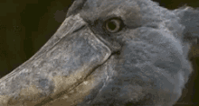 Seriously Eyeroll GIF - Seriously Eyeroll Bird GIFs