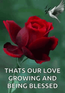 rose our love growing in love love quote quote