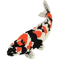 a black white and red fish is surrounded by blue circles on a white background