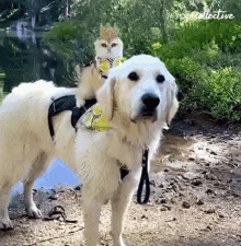 Riding The Pet Collective GIF - Riding The Pet Collective Dog GIFs